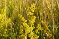 Galium verum