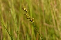 Carex divulsa