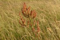 Rumex thyrsiflorus