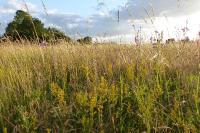 Eryngium campestre