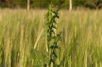 Lactuca serriola