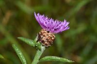 Centaurea jacea subsp. jacea