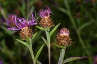 Centaurea decipiens