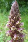 Orobanche hederae