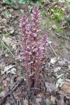 Orobanche hederae