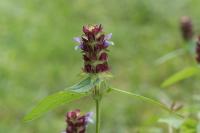 Prunella vulgaris