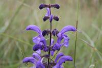 Salvia pratensis