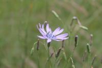 Lactuca perennis