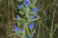 Echium vulgare