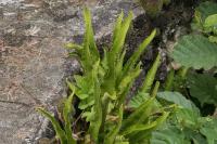 Asplenium scolopendrium