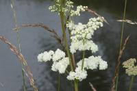 Filipendula ulmaria