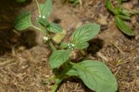 Heliotropium europaeum