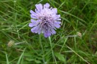 Knautia arvensis
