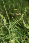 Sisymbrium officinale