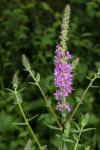 Lythrum salicaria