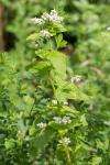 Fagopyrum esculentum