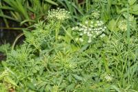 Ammi majus
