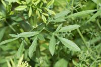 Ammi majus