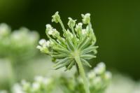 Ammi majus