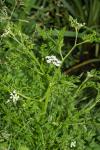 Oenanthe aquatica