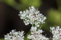 Oenanthe aquatica