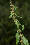 Rumex conglomeratus
