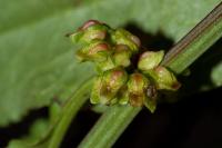 Rumex conglomeratus