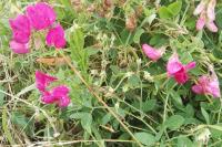 Lathyrus tuberosus