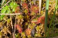 Drosera rotundifolia