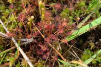 Drosera intermedia