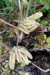 Pinguicula lusitanica