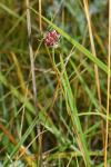 Allium vineale