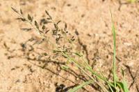 Eragrostis cilianensis