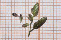 Eragrostis cilianensis