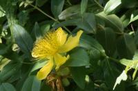 Hypericum calycinum