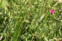 Lathyrus nissolia