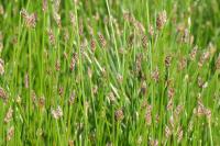 Eleocharis palustris