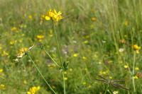 Lotus pedunculatus