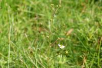 Baldellia ranunculoides