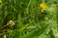 Trifolium patens