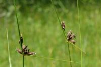 Bolboschoenus planiculmis