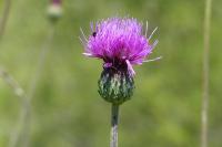 Cirsium tuberosum