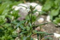 Chaenorhinum minus