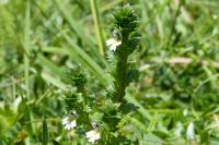 Euphrasia stricta