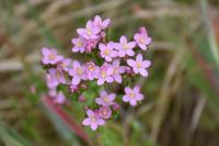 Centaurium erythraea