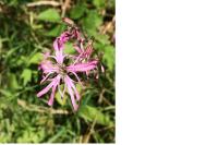 Lychnis flos-cuculi
