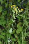 Blackstonia perfoliata