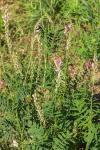 Onobrychis viciifolia