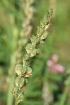 Onobrychis viciifolia