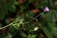 Geranium columbinum